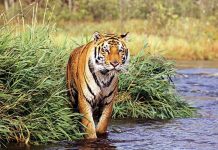 Do Bengal Tigers Live in the Rainforest? do bengal tigers live in the rainforest