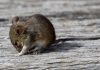 Are Mice Dangerous? Do They Carry Diseases? Are mice dangerous picture