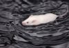 Can Mice Swim? Can mice swim